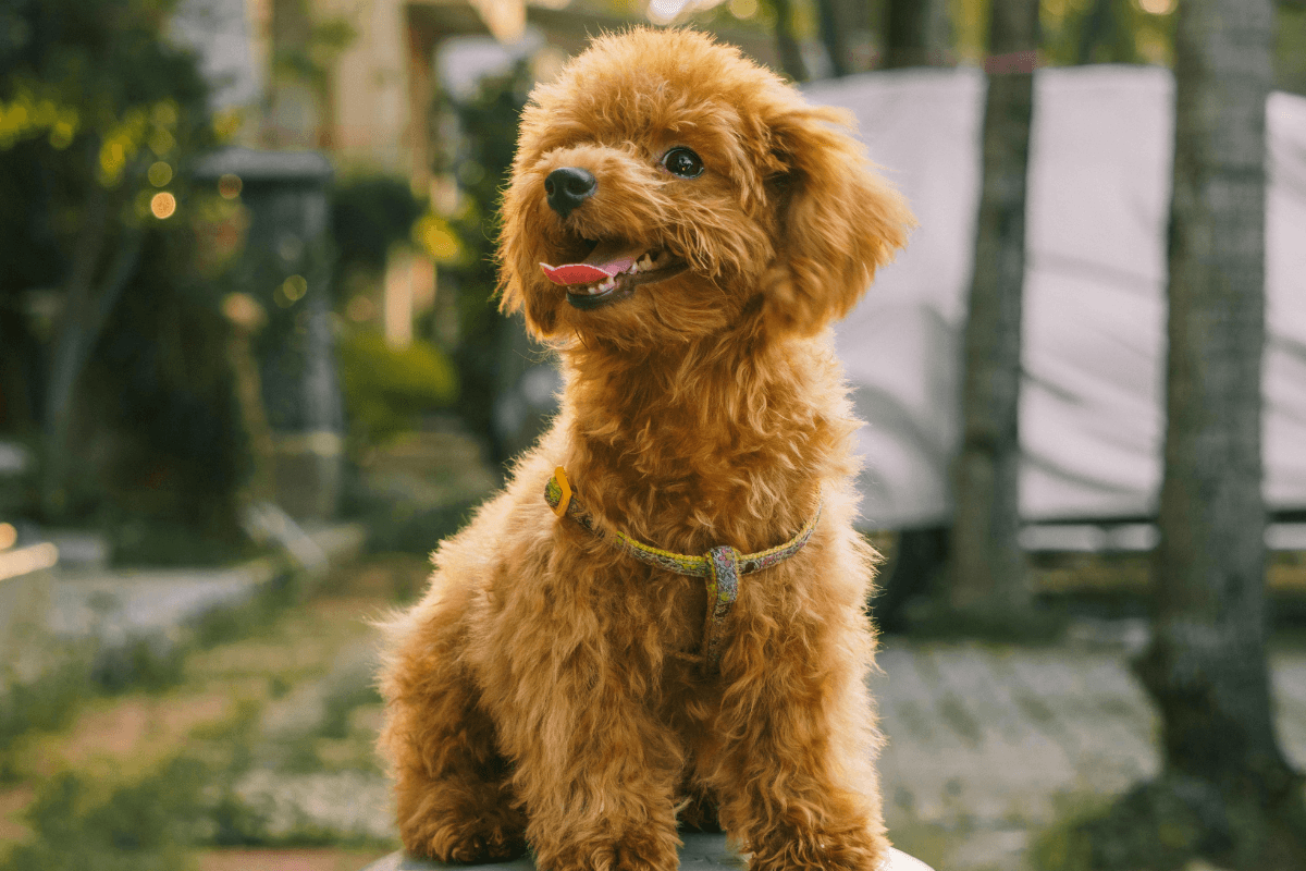 トイプードルを飼う前に知っておきたい5つのこと｜性格・寿命・注意点