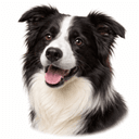 ボーダーコリー