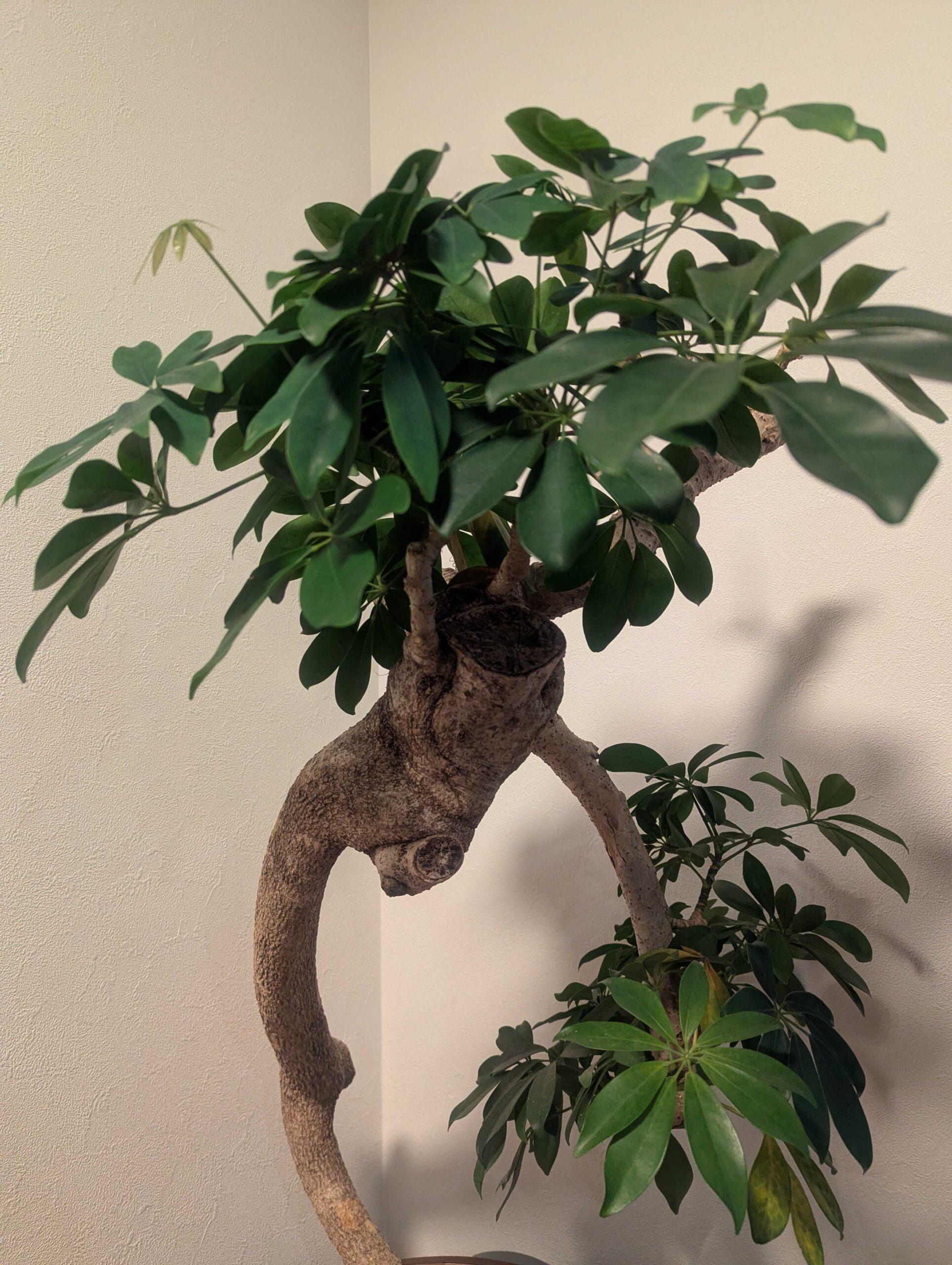 シェフレラの育て方完全ガイド|初心者でも失敗しない栽培のコツと管理方法