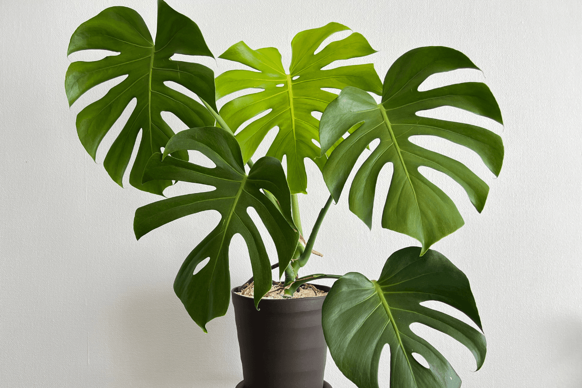 モンステラの育て方完全ガイド|初心者でも失敗しない水やりと置き場所のコツ