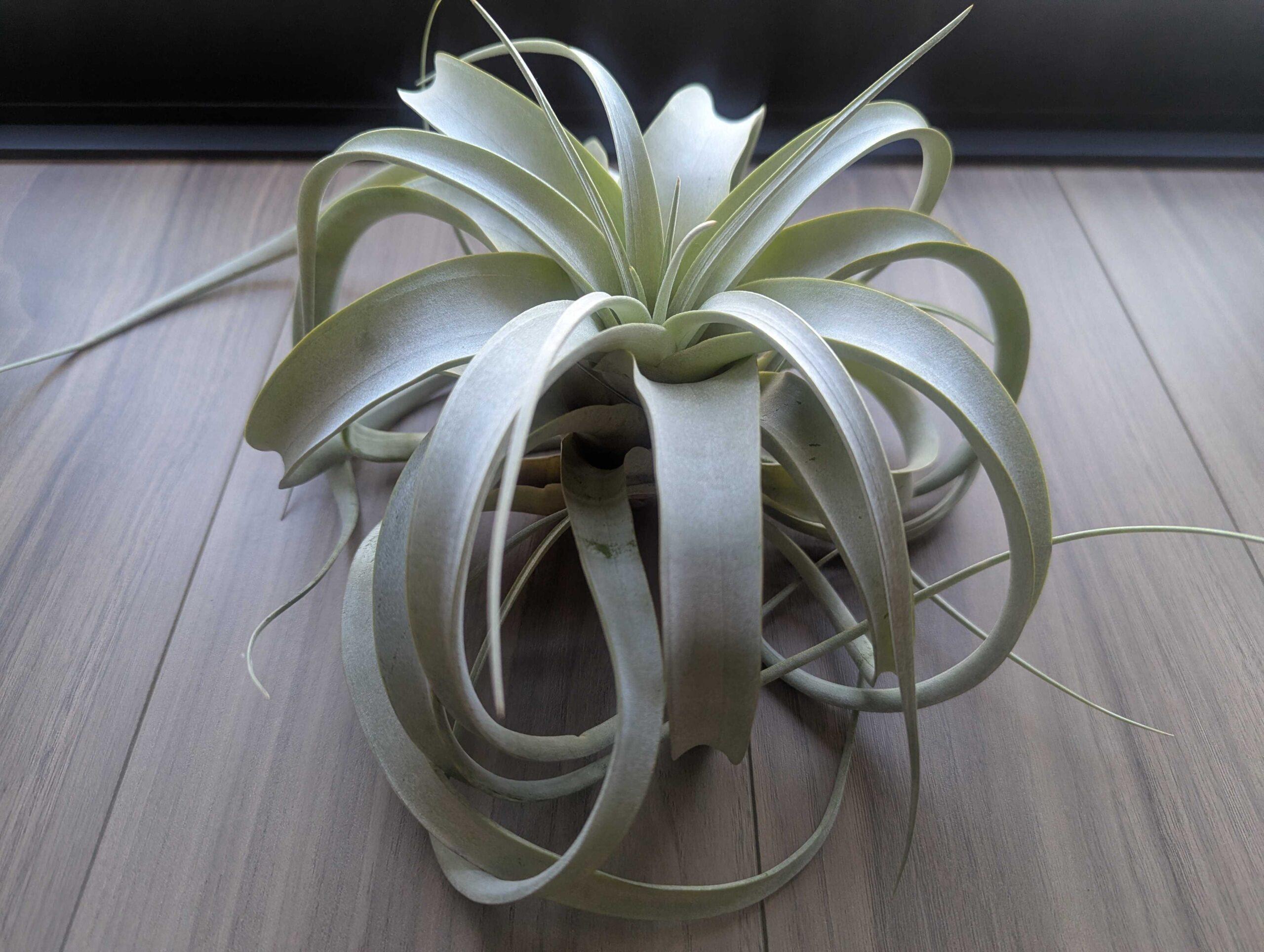 キセログラフィカの育て方｜エアープランツの女王を枯らさない水やりと管理のコツ