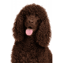 アイリッシュウォータースパニエル