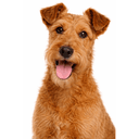 アイリッシュテリア