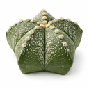 アストロフィツム