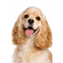 アメリカンコッカースパニエル