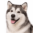 アラスカンマラミュート