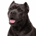 イタリアンコルソドッグ