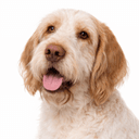 イタリアンスピノーネ