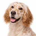 イングリッシュセッター