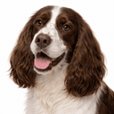 イングリッシュスプリンガースパニエル