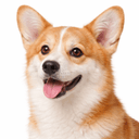 ウェルシュコーギーペンブローク