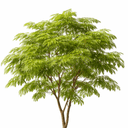 エバーフレッシュ