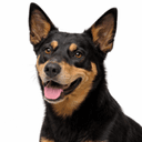 オーストラリアンケルピー