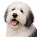 オールドイングリッシュシープドッグ