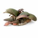 ガステリア・グロメラータ