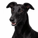 グレーハウンド