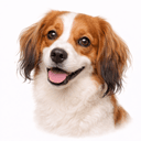 コーイケルホンディエ