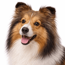 シェットランドシープドッグ