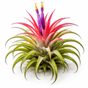 チランジア・イオナンタ