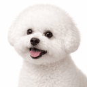 ビションフリーゼ