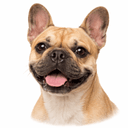 フレンチブルドッグ