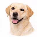 ラブラドールレトリーバー