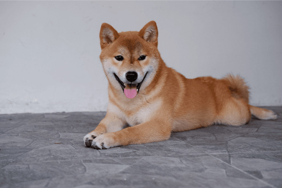 柴犬の飼い方｜飼う前に知っておきたい5つのこと：性格・寿命・注意点を徹底解説