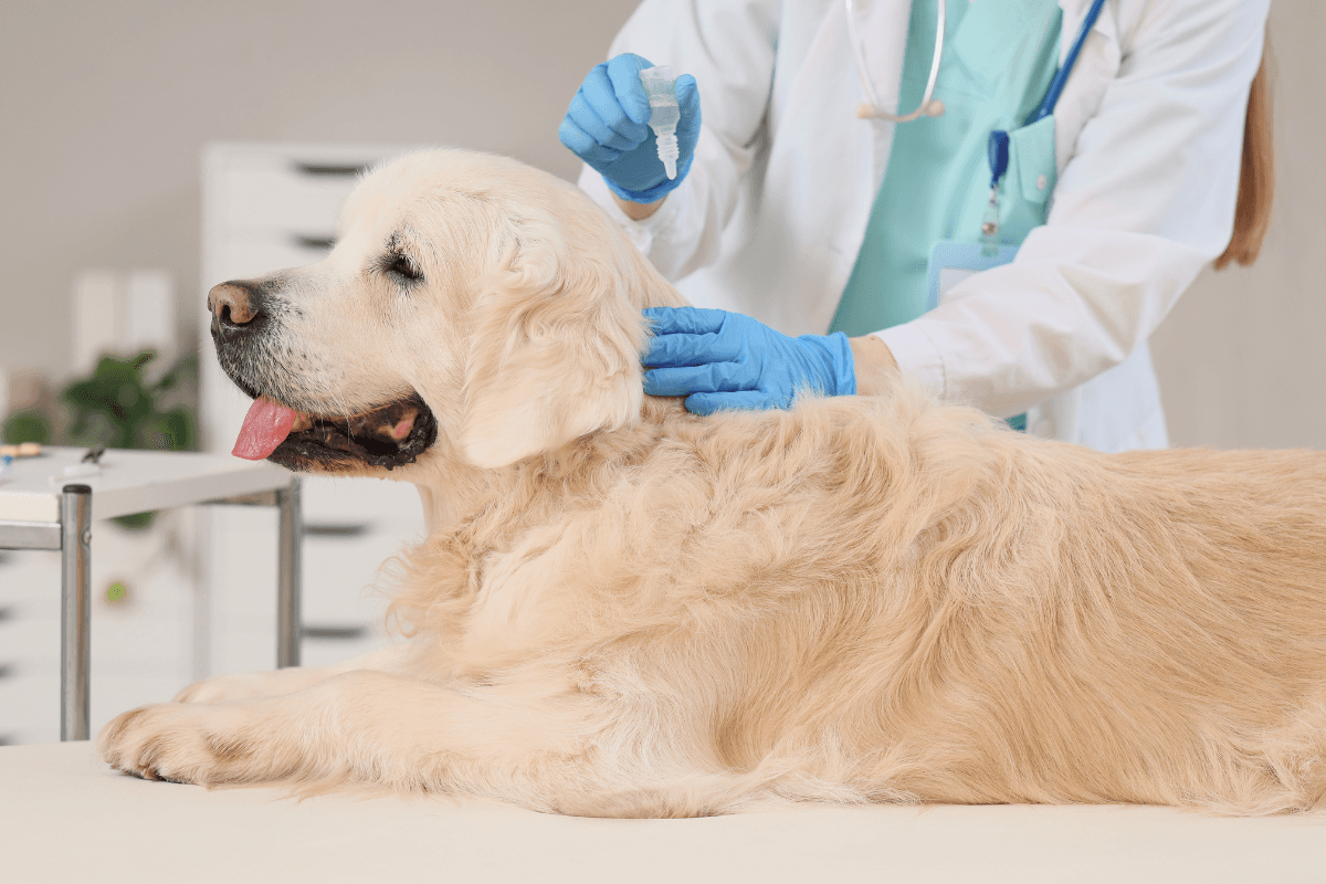 室内犬でも必要？犬のワクチン・ノミダニ・フィラリア予防の時期と費用