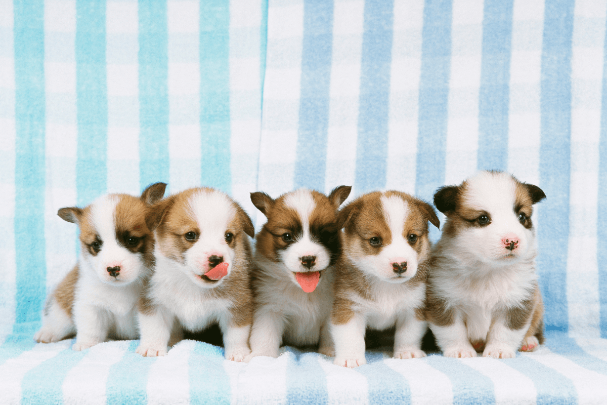 子犬のしつけは何から始める？最初の1か月でやるべきトレーニングと成功のコツ