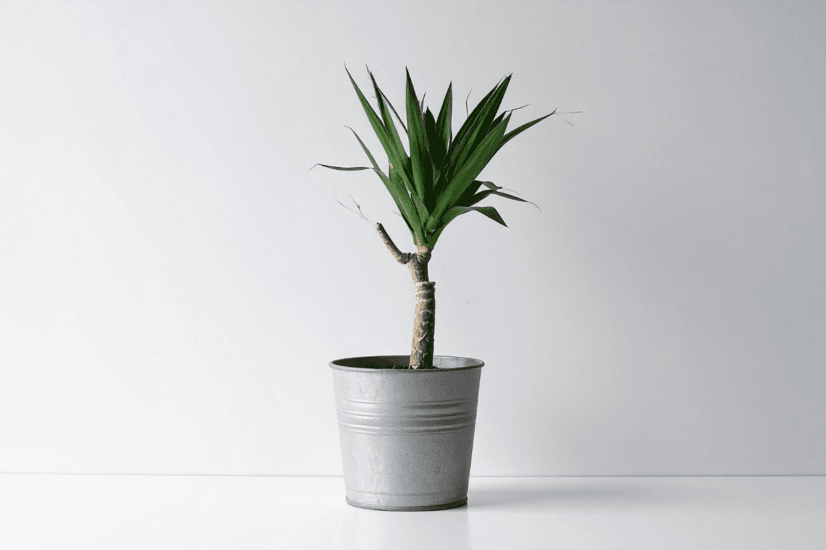 ユッカの育て方｜初心者でも失敗しない管理のコツと魅力