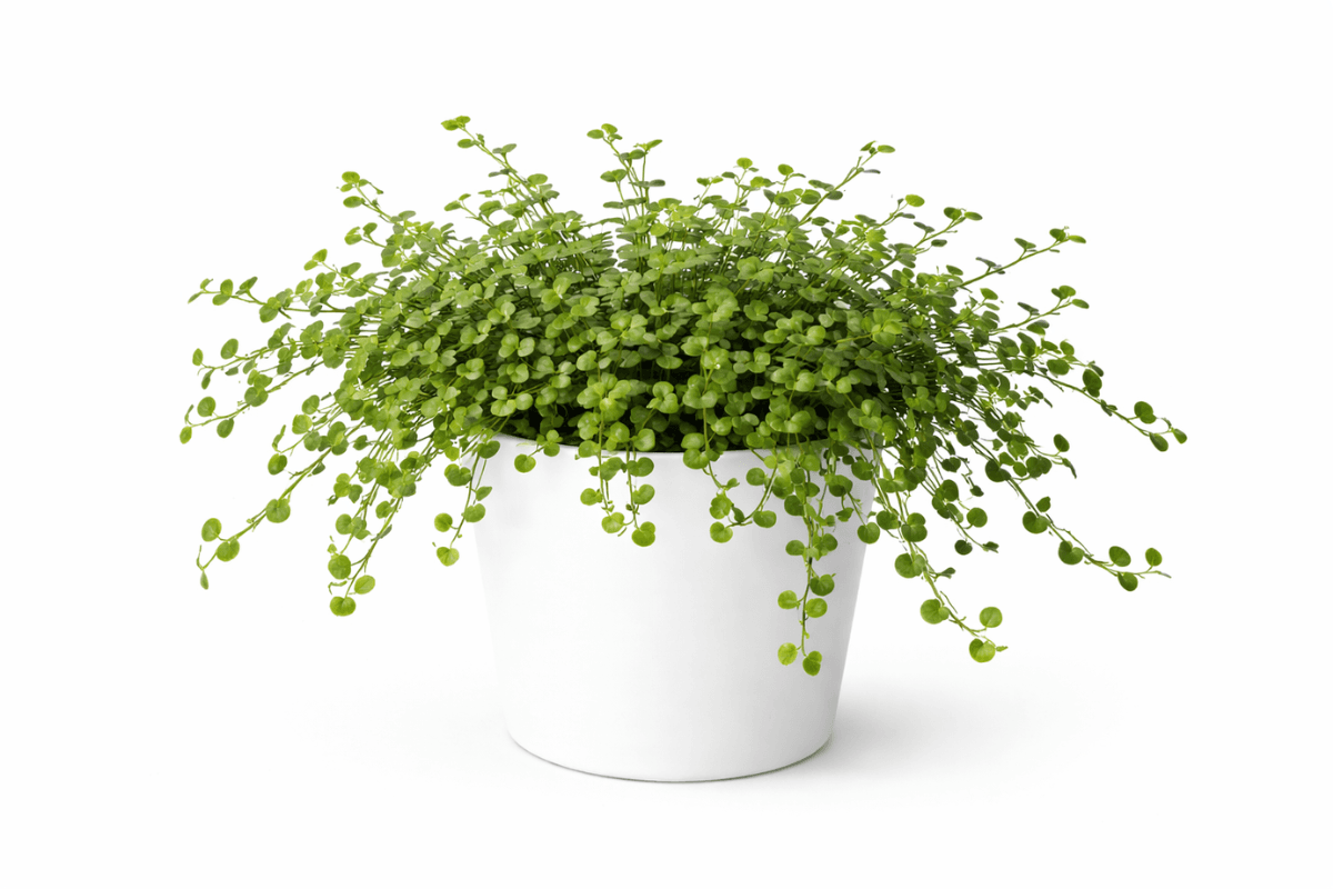 ワイヤープランツの育て方完全ガイド｜初心者でも失敗しない管理のコツと増やし方