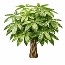 パキラ・ミルキーウェイ