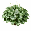 ペペロミア・サンデルシー