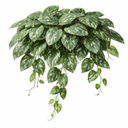 スキンダプサス