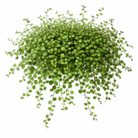 ワイヤープランツ