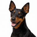 マンチェスターテリア