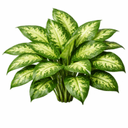 ディフェンバキア