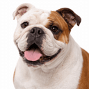 ブルドッグ