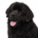 ニューファンドランド