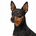 トイマンチェスターテリア