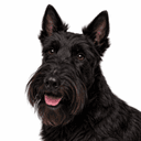 スコティッシュテリア