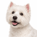 ウエストハイランドホワイトテリア