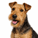 ウェルシュテリア