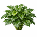 フィロデンドロン