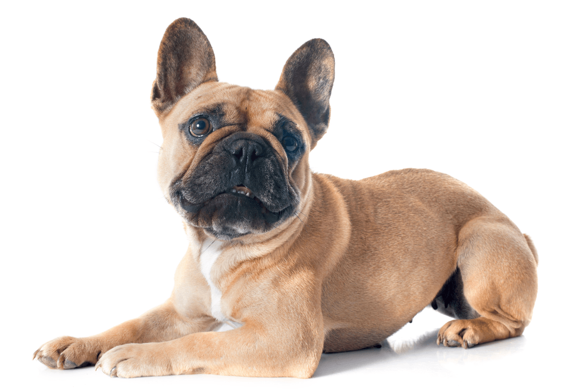 フレンチブルドッグの飼い方完全ガイド｜初心者が知っておきたい飼育の注意点とコツ