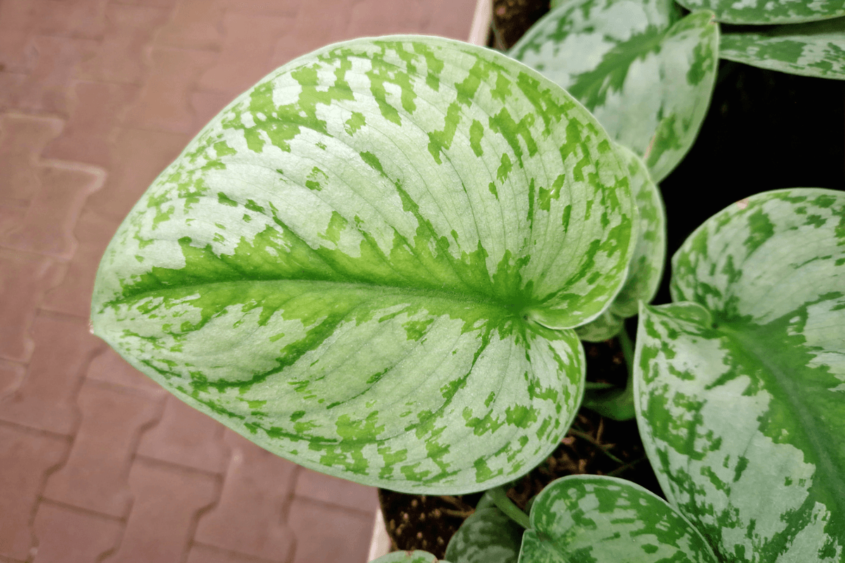 スキンダプサスの育て方|初心者でも失敗しない水やりと置き場所のコツ