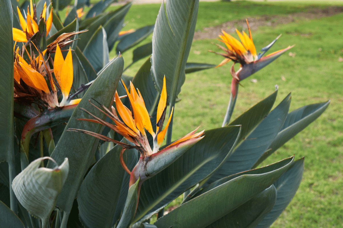 ストレリチアの育て方｜初心者でも失敗しない管理と植え替えのコツ