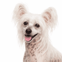 チャイニーズクレステッドドッグ