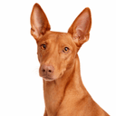 ファラオハウンド