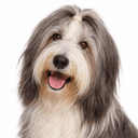 ビアデッドコリー